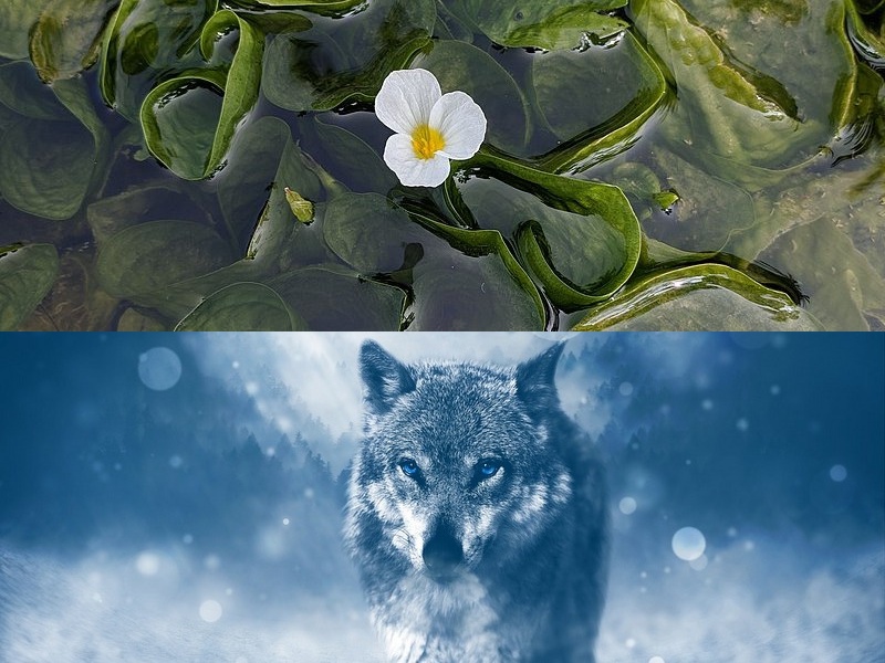 快速軟件開發(fā)平臺(tái)