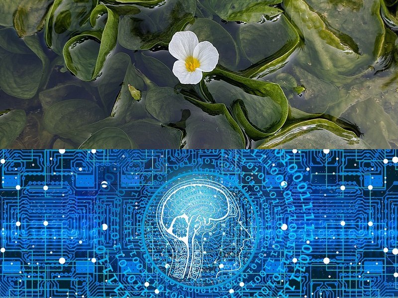 快速軟件開發(fā)平臺(tái)